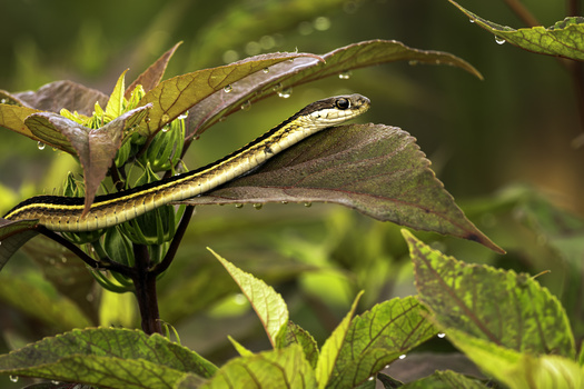 Ribbon snake.  Nikon 600mm lens by Normunds Bartkevics