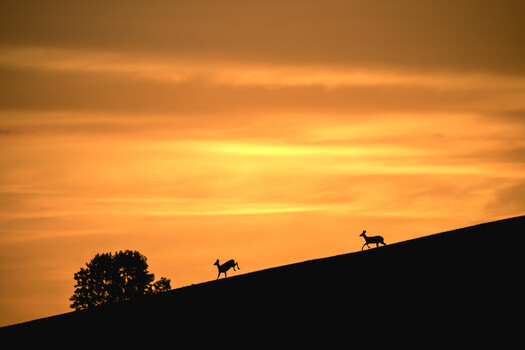 Image "Sunrise in Pennsylvania US " by Normunds Bartkevics