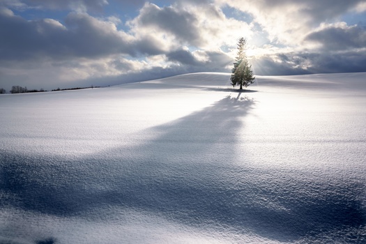 Image "One tree" by Roy Iwasaki
