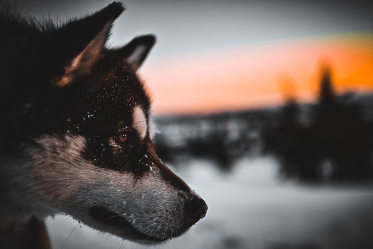 Image "Dog inn sunset" by Marius Eliassen