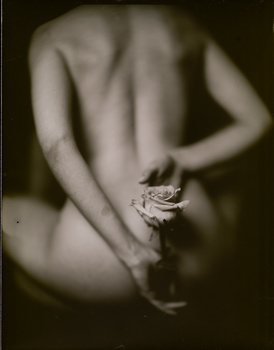 Image "Rose" by Jose Gerardo Palma Duran