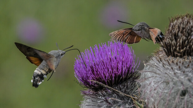 Image "Hummingbird Hawk Moths" by Steve Wood