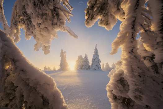 Glowing Trees by Hugo Valle