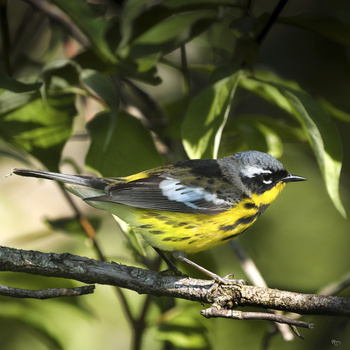 Image "Magnolia Warbler" by Roy Gipson Young