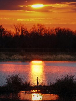 Image "Sunrise Phinizy Swamp" by Roy Gipson Young