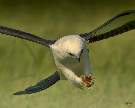 Image "Swallow-tailed Kite" by Roy Gipson Young