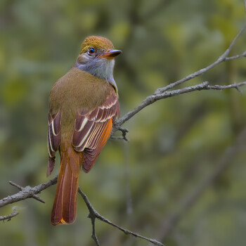 Image "Great Crested Flycatcher" by Roy Gipson Young