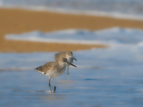 Image "Willet's" by Roy Gipson Young