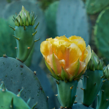 Image "Prickley Pear" by Roy Gipson Young