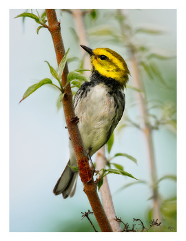 Image "Black-throated Green Warbler" by Roy Gipson Young