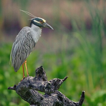 Image "Yellow-crowned night heron" by Roy Gipson Young