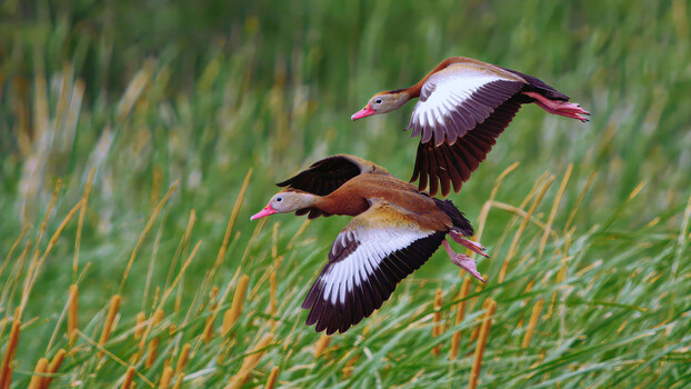 Image "Black-bellied Whistling Ducks" by Roy Gipson Young
