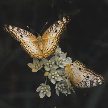 Image "White Peacock Butterfly" by Roy Gipson Young