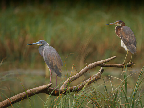 Image "Pair of Tri-colored Herons" by Roy Gipson Young