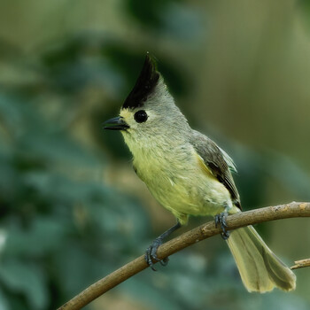Image "Black Crested Titmouse." by Roy Gipson Young
