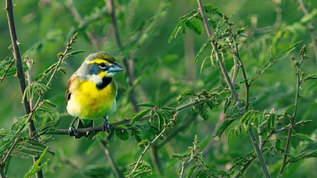 Image "Dickcissel" by Roy Gipson Young