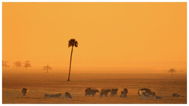 Image "Sharing Sunrise" by Roy Gipson Young