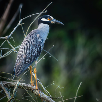 Image "Yellow Crowned Night Heron" by Roy Gipson Young