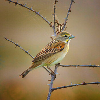 Image "Dickcissel" by Roy Gipson Young