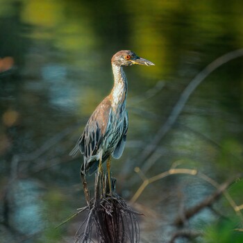 Image "Juvenile Yellow-crowned Night Heron" by Roy Gipson Young