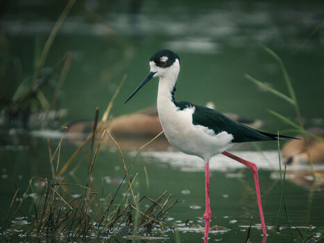 Image "Black-necked Stilt" by Roy Gipson Young