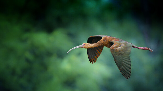 Image "White Faced Ibis" by Roy Gipson Young