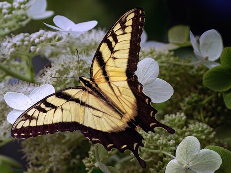 Image "Eastern Tiger Swallowtail" by Roy Gipson Young