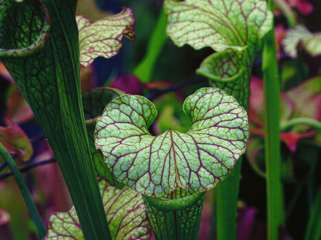 Image "Yellow Pitcher Plant" by Roy Gipson Young