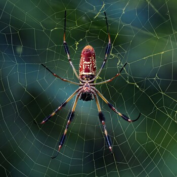 Image "Golden Silk Spider" by Roy Gipson Young