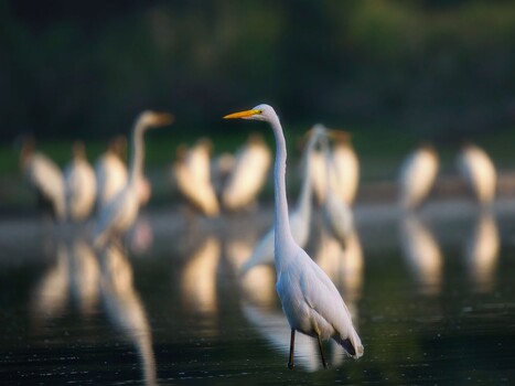 Image "Great Egret" by Roy Gipson Young