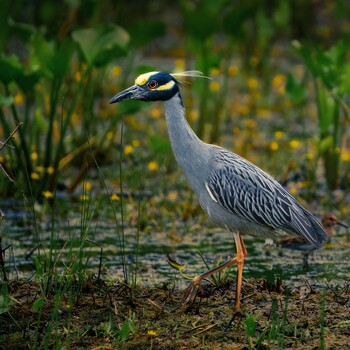 Image "Yellow-crested night heron" by Roy Gipson Young