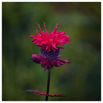Image "Scarlet Bee Balm" by Roy Gipson Young