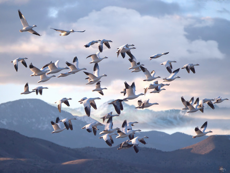 Image "Snow Geese" by Roy Gipson Young