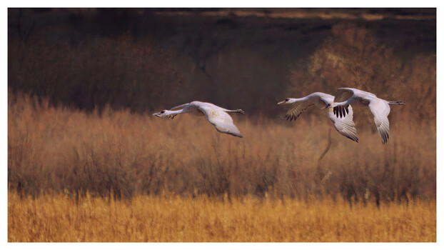 Image "Sandhill Cranes" by Roy Gipson Young