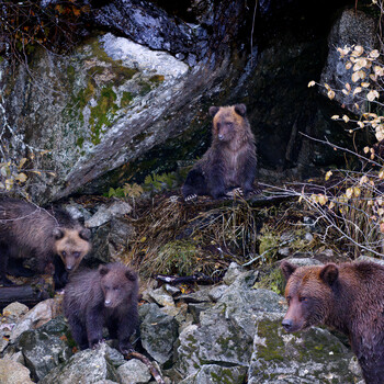 Image "Brown Bear Cubs and Mother" by Roy Gipson Young