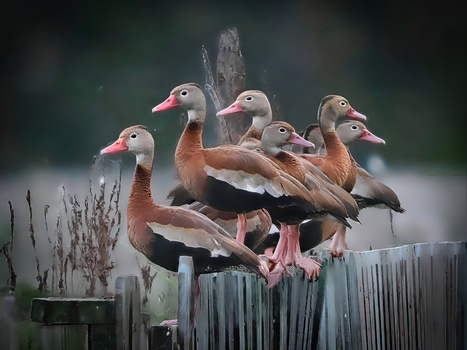 Image "Black Bellied Whistling Ducks" by Roy Gipson Young