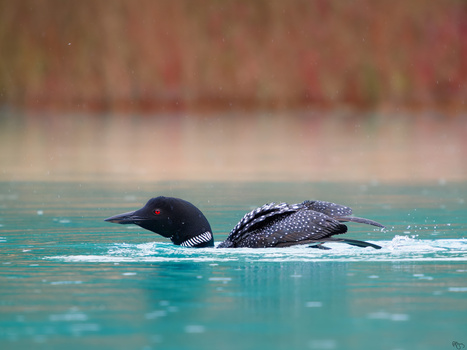 Image "Common Loon" by Roy Gipson Young