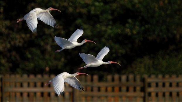 Image "American Ibis" by Roy Gipson Young