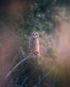 Image "Short-eared Owl" by DaniGviews /Daniel