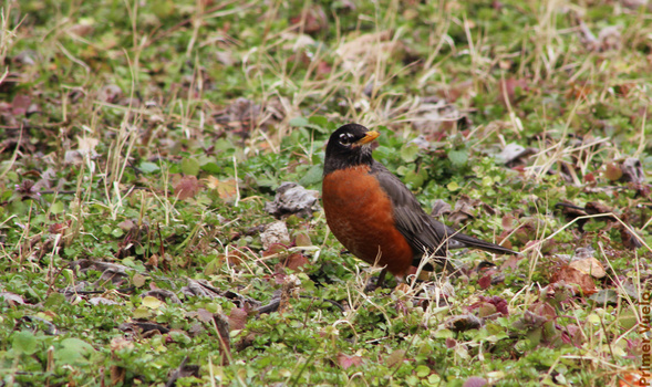 Image "American Robin 2" by Warren Marquez