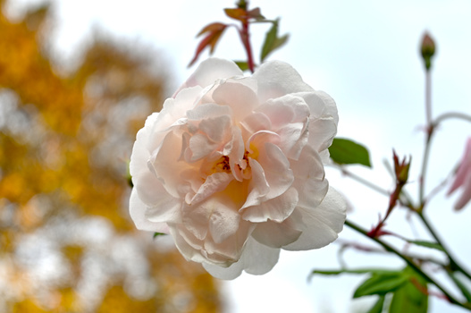 Image "Last Of The Roses" by Warren Marquez