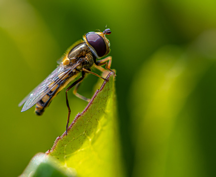 Image "Hover fly" by David Tibbals