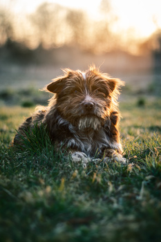 View My "Misiek" - Kind of a mop dog. by Adrian Wiechnik