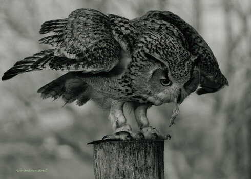 Image "Hunger" by Colin Andersson-Hamill