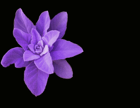 Image "Silver Spurflower" by Colin Andersson-Hamill