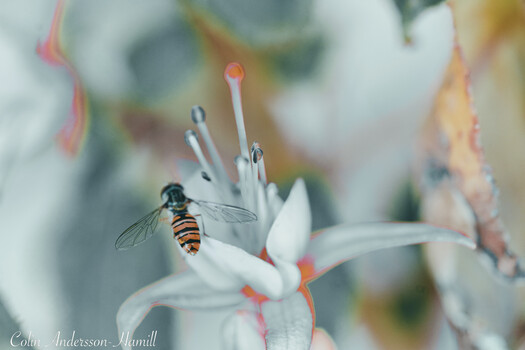 Image "Hoverfly" by Colin Andersson-Hamill