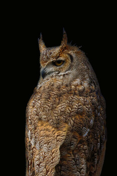 Image "RAPTOR" by Colin Andersson-Hamill