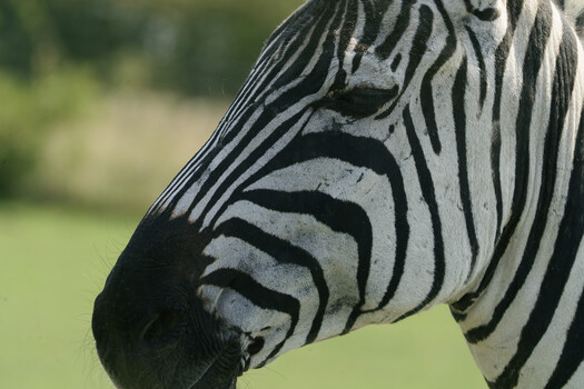 Image "Stripes " by Colin Andersson-Hamill
