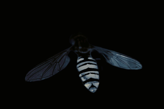 Image "HOVERFLY " by Colin Andersson-Hamill