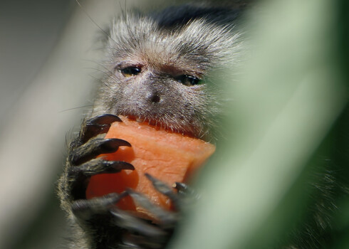 Image "Marmoset" by Colin Andersson-Hamill